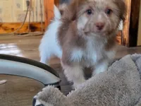 Boy #2, a male Shih Tzu and Shiranian for sale in Weatherford, TX – Photo 7 of 10