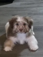 Boy #2, a male Shih Tzu and Shiranian for sale in Weatherford, TX – Photo 1 of 10