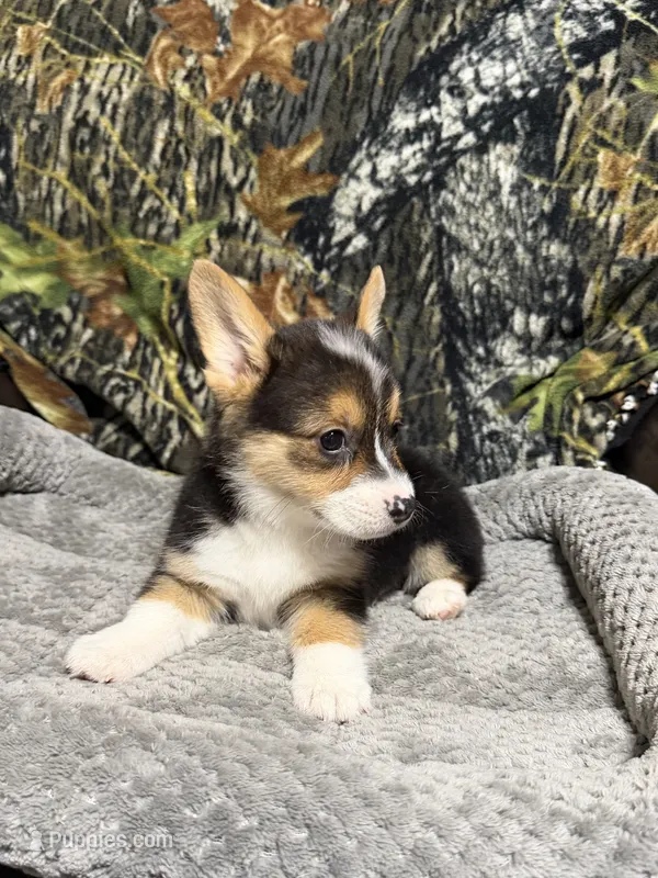 AKC BOY 1 – Pembroke Welsh Corgi puppy for sale in Weatherford, TX