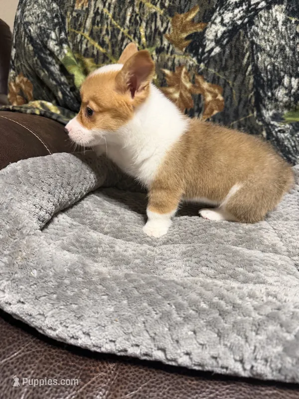 AKC BOY3 – Pembroke Welsh Corgi puppy for sale in Weatherford, TX