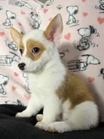 Dot , a female Pembroke Welsh Corgi for sale in Weatherford, TX – 2 of 10