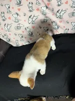 Dot , a female Pembroke Welsh Corgi for sale in Weatherford, TX – 9 of 10