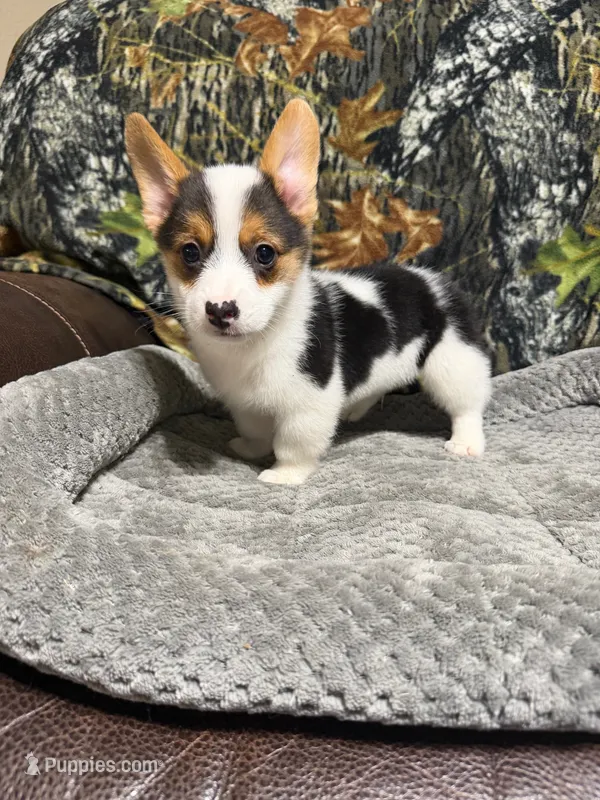 AKC BOY 2 – Pembroke Welsh Corgi puppy for sale in Weatherford, TX