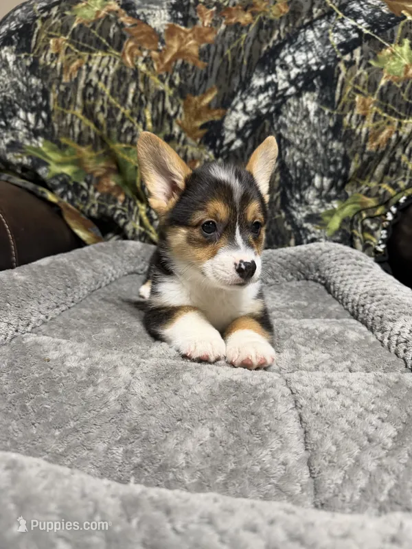 AKC BOY 1 – Pembroke Welsh Corgi puppy for sale in Weatherford, TX