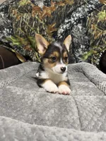 AKC BOY 1, a male Pembroke Welsh Corgi for sale in Weatherford, TX – 1 of 2