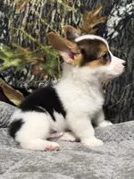 AKC BOY 2, a male Pembroke Welsh Corgi for sale in Weatherford, TX – 8 of 9