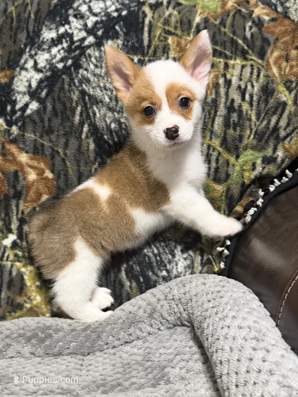 AKC Girl 1 – Pembroke Welsh Corgi puppy for sale in Weatherford, TX