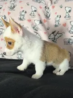Dot , a female Pembroke Welsh Corgi for sale in Weatherford, TX – 8 of 10