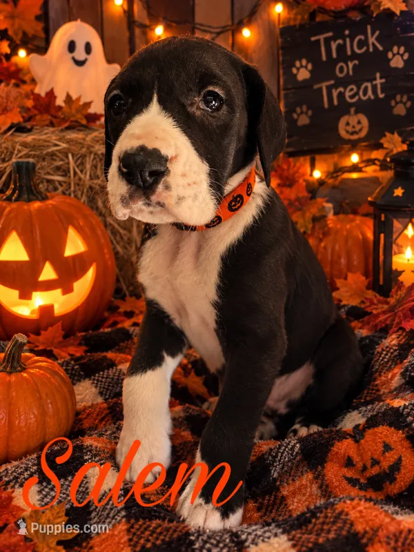 Salem  – Great Dane puppy for sale in Alexis, IL