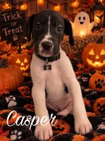 Casper , a male Great Dane for sale in Alexis, IL – 1 of 1