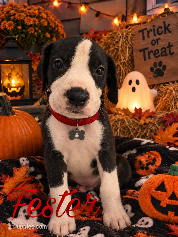 Fester  – Great Dane puppy for sale in Alexis, IL