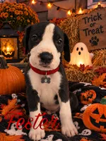 Fester , a male Great Dane for sale in Alexis, IL – 1 of 1