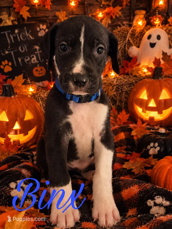 Binx – Great Dane puppy for sale in Alexis, IL