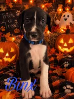 Binx, a male Great Dane for sale in Alexis, IL – 1 of 1