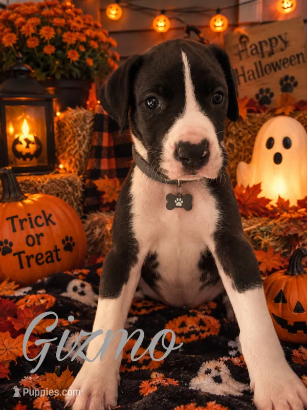 Gizmo  – Great Dane puppy for sale in Alexis, IL