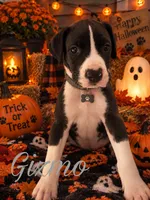 Gizmo , a male Great Dane for sale in Alexis, IL – 1 of 1