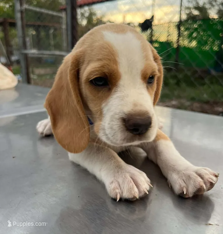 Benji LEMON BEAGLE – Beagle puppy for sale in Fontana, CA