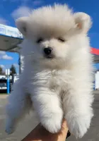Dave, a male Pomeranian for sale in Mesquite, TX – 3 of 5