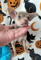 TEACUP LILAC JERRY, a male Chihuahua for sale in Fontana, CA – 5 of 5