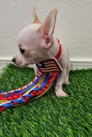 LIL JERRY , a male Chihuahua for sale in Bakersfield, CA – 10 of 10