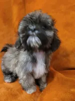 Lucy, a female Shih Tzu for sale in Arlington, TX – 2 of 4