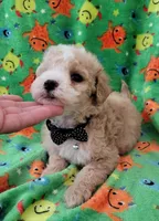 TEDDY, a male Poodle - Toy  for sale in Dallas, TX – 5 of 5