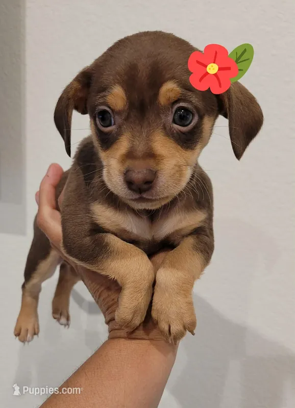 LADY – Chiweenie puppy for sale in Dallas, TX