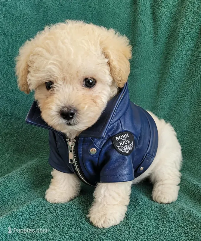 Max  – Poodle - Toy  puppy for sale in Dallas, TX