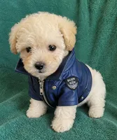 Max , a male Poodle - Toy  for sale in Dallas, TX – 1 of 2