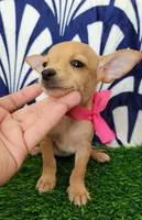 MITZI, a female Chihuahua for sale in Bakersfield, CA – 2 of 2