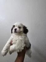 SHIHTZU COCO, a male Shih Tzu for sale in Fontana, CA – 2 of 3