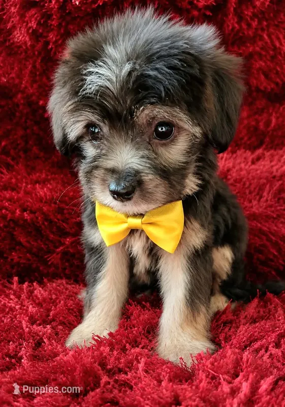Benji – Maltipoo puppy for sale in Fontana, CA