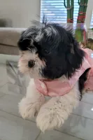 SASSY, a female Shih Tzu for sale in Dallas, TX – 2 of 4