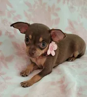 POCKET SIZE MAGGIE, a female Chihuahua for sale in Dallas, TX – 2 of 6