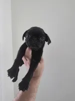 Lucky, a male Pug for sale in Dallas, TX – Photo 4 of 4