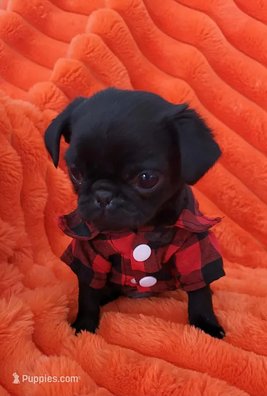 Lucky – Pug puppy for sale in Dallas, TX