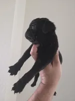 Lucky, a male Pug for sale in Dallas, TX – Photo 3 of 4