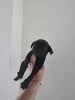 Lucky, a male Pug for sale in Dallas, TX – Photo 2 of 4