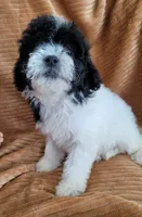 Clara, a female Poodle - Miniature  for sale in Fontana, CA – 7 of 7