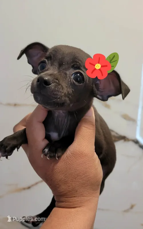 LIL TEACUP MITZI – Chihuahua puppy for sale in Fontana, CA