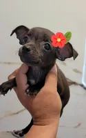 LIL TEACUP MITZI, a female Chihuahua for sale in Fontana, CA – 1 of 3