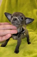 Lil TEACUP BLUE, a male Chihuahua for sale in Garland, TX – 3 of 6