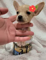 TEACUP MAGGIE , a female Chihuahua for sale in Los Angeles, CA – 3 of 3