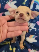 TAQUITO , a male Chihuahua for sale in Dallas, TX – 2 of 2