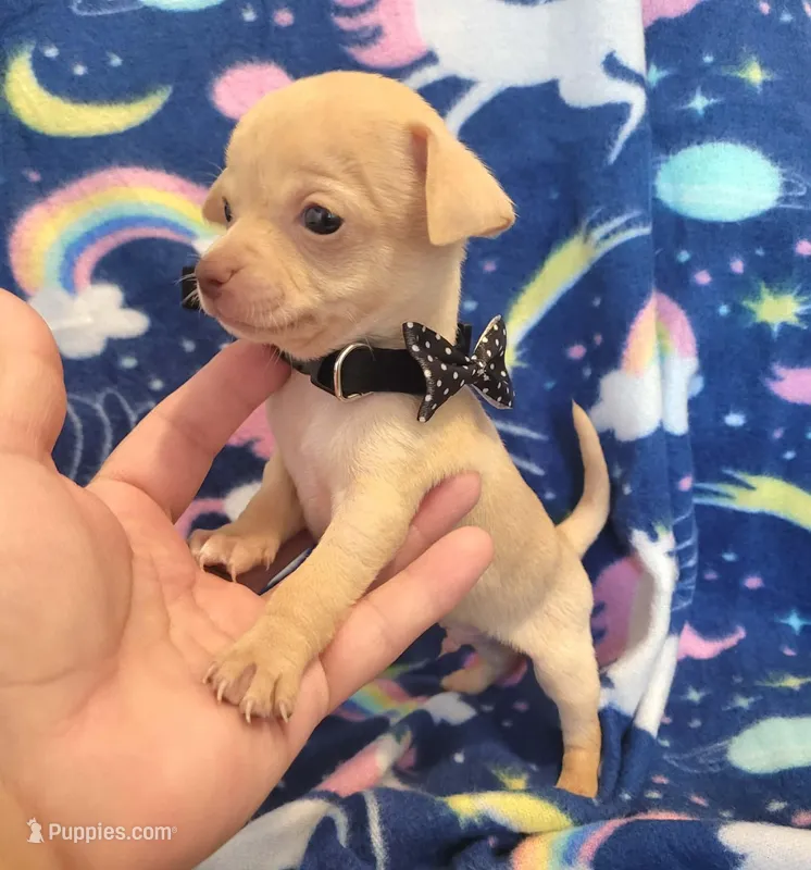 TAQUITO  – Chihuahua puppy on hold in Dallas, TX
