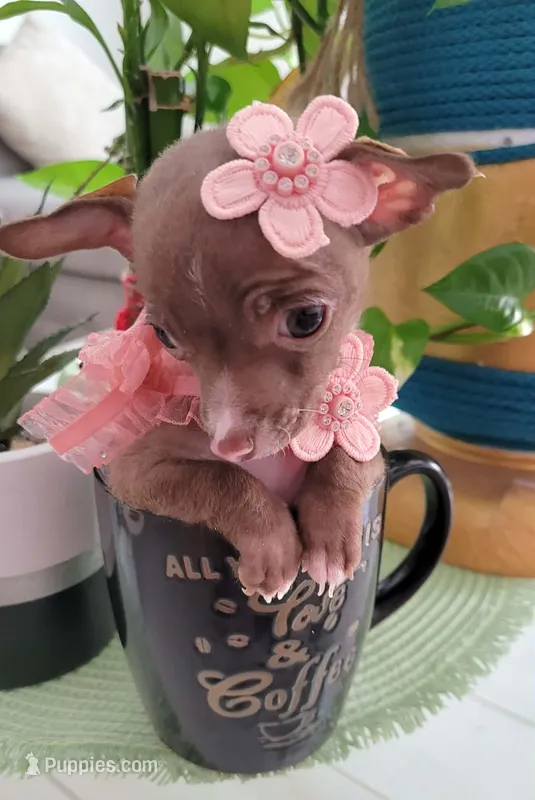 LIL TEACUP MITZI – Chihuahua puppy for sale in Fontana, CA