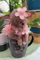 LIL TEACUP MITZI, a female Chihuahua for sale in Katy, TX – 1 of 10
