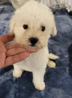 Lucky, a male Poodle - Toy  for sale in Irving, TX – 2 of 2