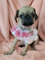 LIL ChLOE, a female Pug for sale in Elizabeth, NJ – 4 of 4