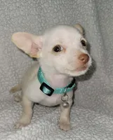 LIL TEACUP BARTOLITO, a male Chihuahua for sale in Fontana, CA – 7 of 8